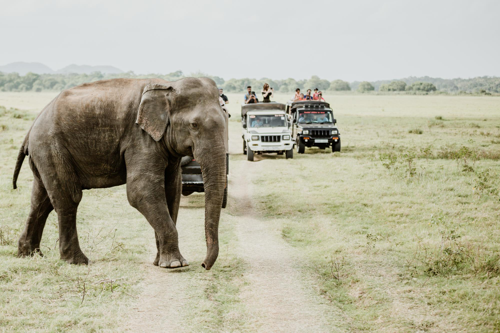 Travel tour (4)